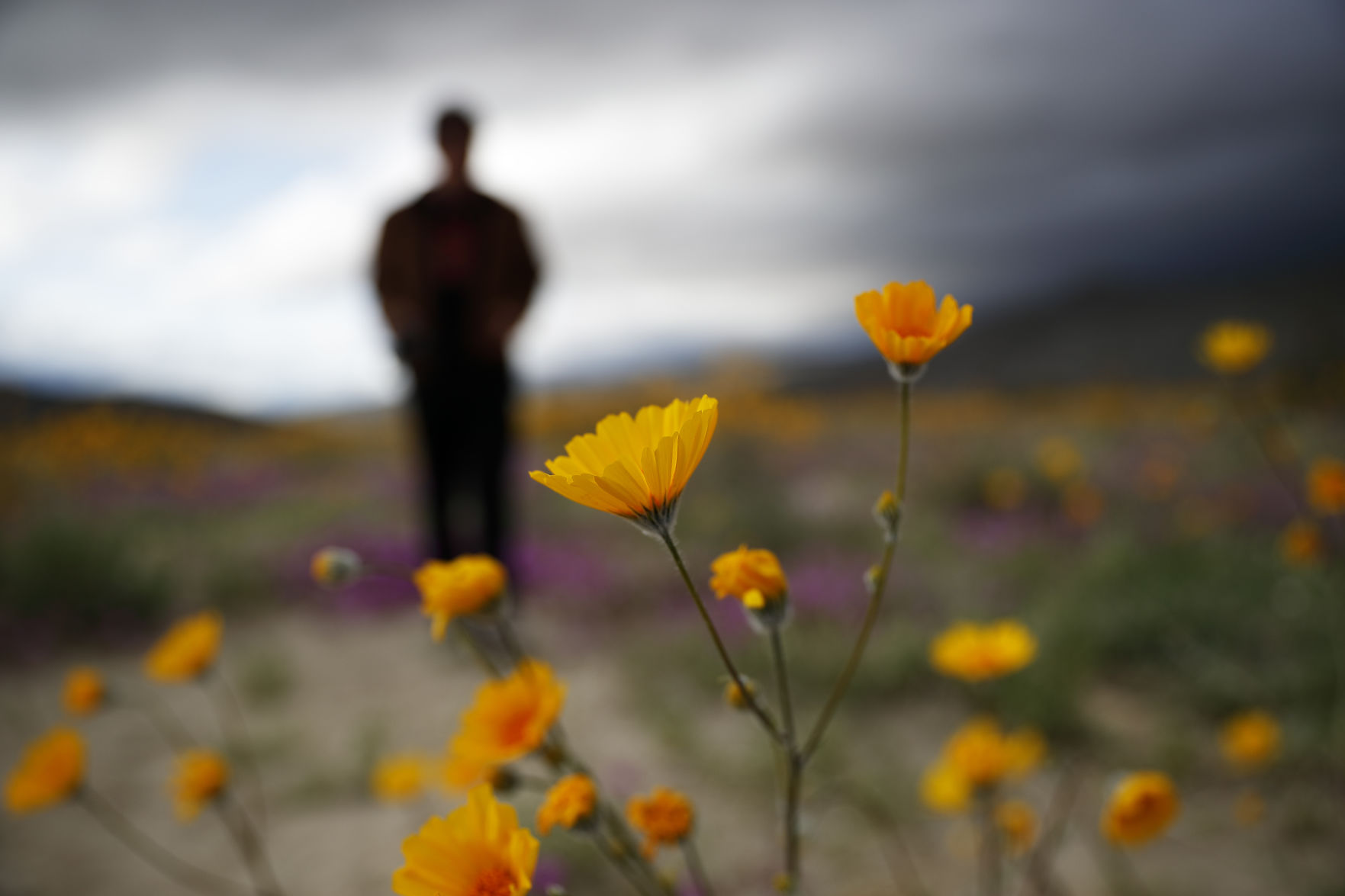 Desert Super Bloom